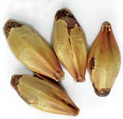 140 L. Belgian Special Belgium (Special B) Malt