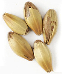 40 L. Great Western Crystal Malt