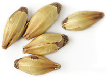 120 L. Great Western Crystal Malt