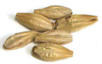 20 L. Belgian Biscuit Malt 