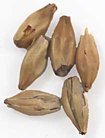 23 L. German  Melanoidin Malt 