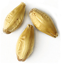 10 Lbs. Malteurop Pilsen Malt