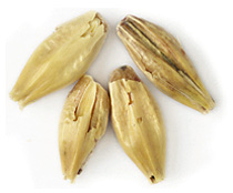 25 L. Gambrinus Honey Malt 