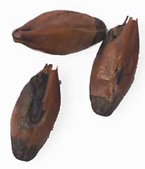 225 L. Pale Chocolate Malt 