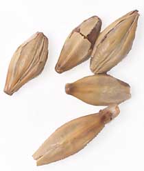 30 L. Gambrinus Dark Munich Malt