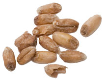 2 L. German Spelt Malt