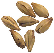 20 L. Caramel Vienne Malt