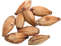 15 L. Crisp Crystal Malt