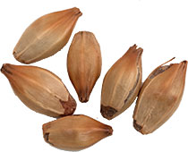 60 L. Crisp Crystal Malt