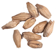 2.5 L. Rahr 6-Row Pale Malt 