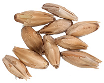 10 Lbs. 1.8 L. Great Western Pure California Malt