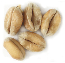 10 lbs. Malteurop White Wheat Malt  