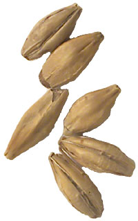 2 L. German Carafoam Malt 