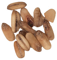 1 Lb Simpsons Golden Naked Oats