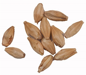 10 Lbs Weyermann® Barke® Pilsner Malt 