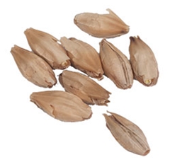 10 Lbs. Weyermann® Eraclea Pilsner Malt