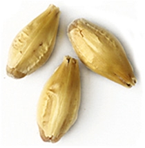 1.6 L. Great Western Pilsner Malt