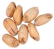 2 L. Great Western White Wheat Malt