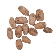 10 lbs. Weyermann® White Wheat Malt  