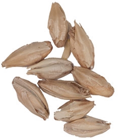 10 Lbs. Malteurop Pale Ale Malt