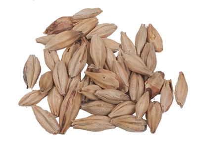 10 lbs. Weyermann® Abbey Malt