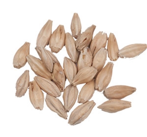 10 Lbs Hana Heritage Pilsner Malt 