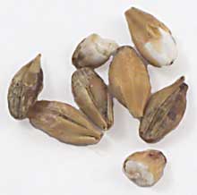 3 L. German Acidulated Malt 